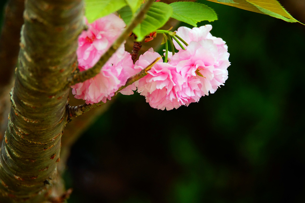 淡いピンクの君に見とれて…八重桜 ①
