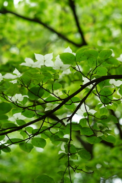 ぶら散歩 2016 5/28 DSC02948