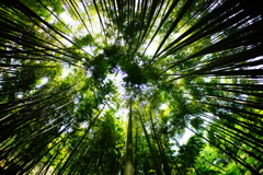 竹林の世界～報国寺～⑬