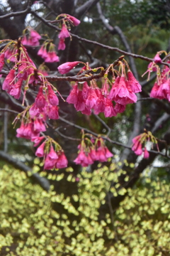 寒緋桜 雨の長久保公園 20160319 DSC_2384