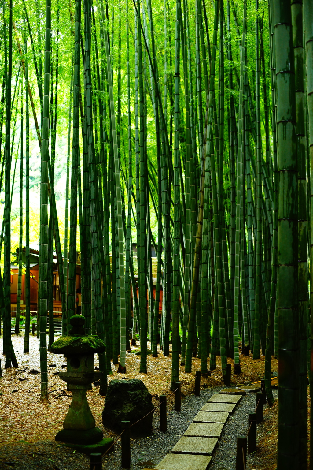 報国寺 竹の庭  2016 8/20 DSC08080