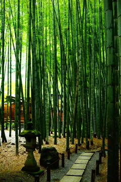 報国寺 竹の庭  2016 8/20 DSC08080
