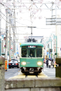 江ノ電と桜 2016 4/2 DSC07497