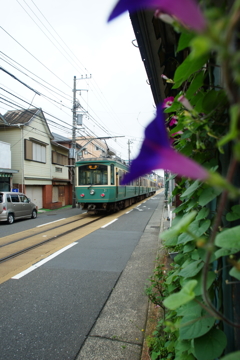 夏の朝ぶら 2016 7/16 DSC05709