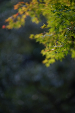 ぶら散歩 鎌倉中央公園 10/4 DSC00137