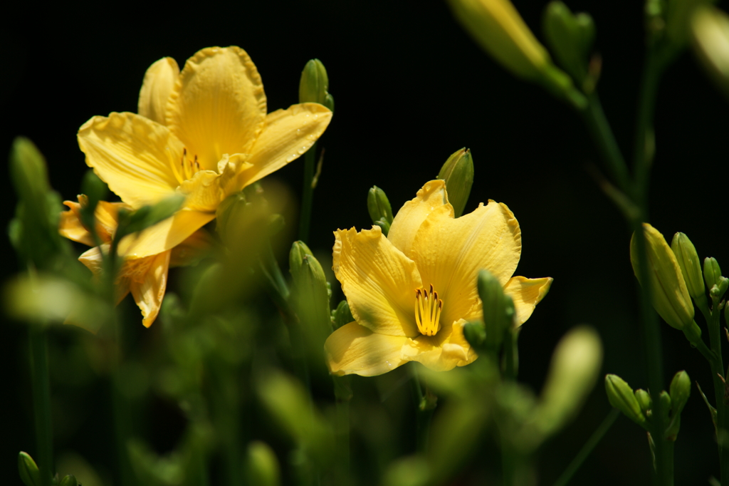 横須賀菖蒲園にて 6/6 DSC00411