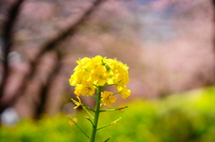 西平畑公園 まつだ桜まつり 2016 2/13 DSC05711