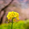 西平畑公園 まつだ桜まつり 2016 2/13 DSC05711
