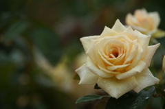 雨上がりの花菜ガーデンにて 6/27 DSC01635