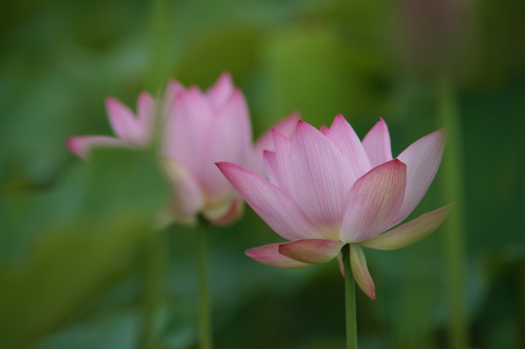 雨上がりの花菜ガーデンにて 6/27 DSC01941