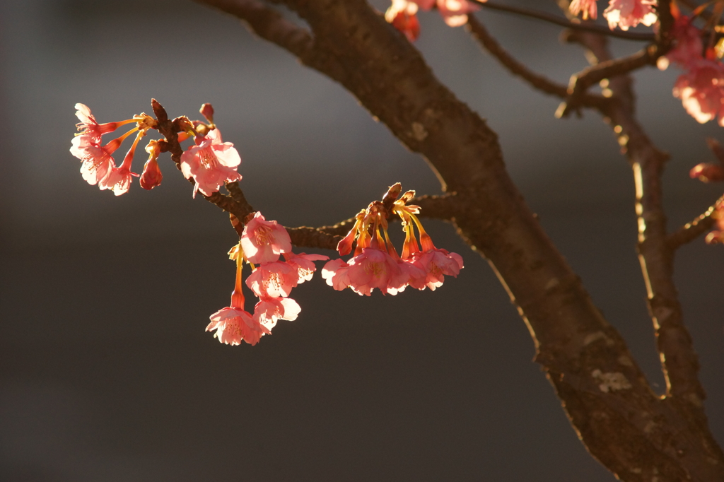 鎌倉宮 河津桜 2016 1/24 DSC04685