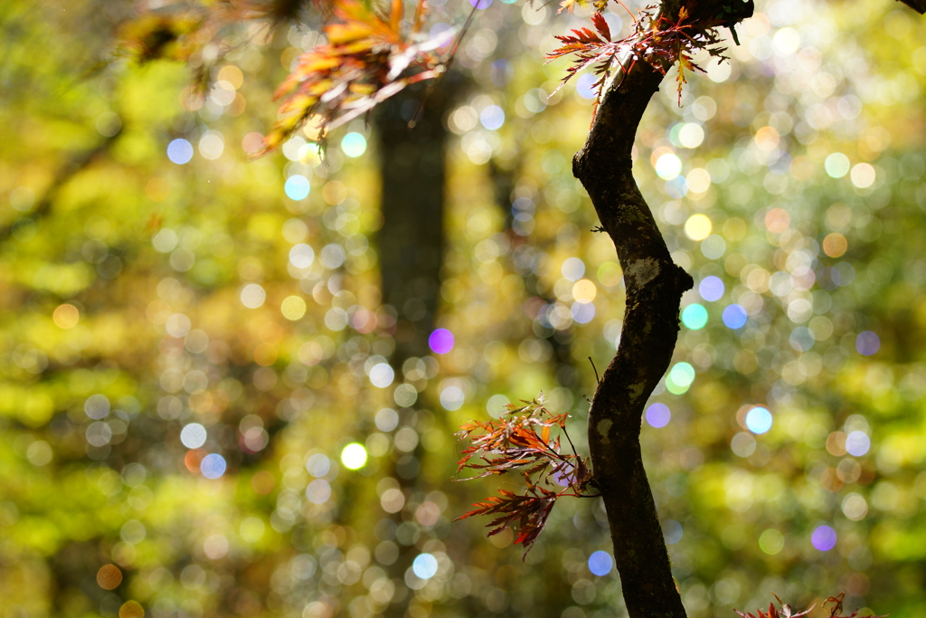 煌く箱根の光の中で ～箱根ガラスの森美術館～