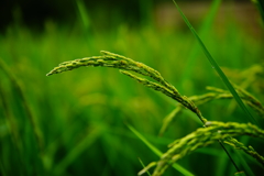 朝露の稲穂～たわわに実れ～DSC09165