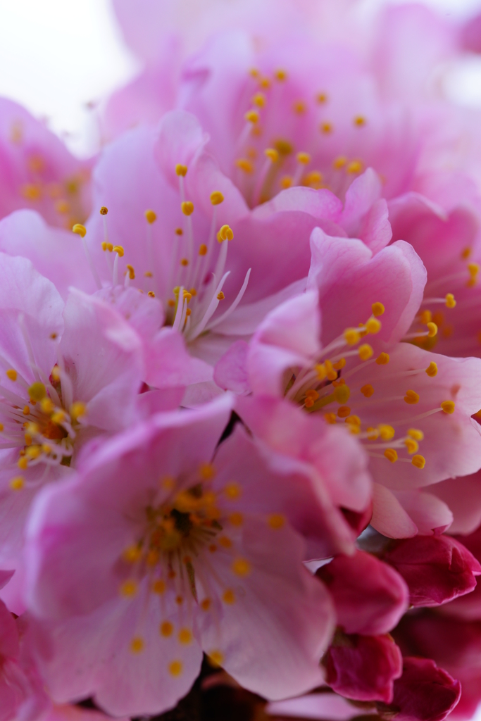 春めき桜...桃色吐息 ④
