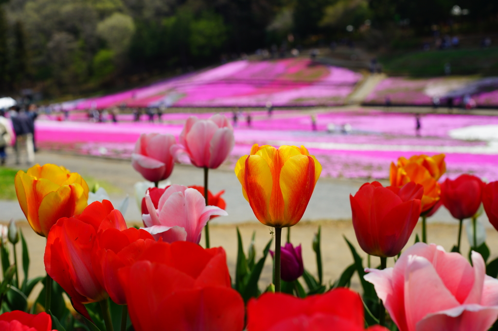 秩父 羊山公園　芝桜まつり2016 DSC08894