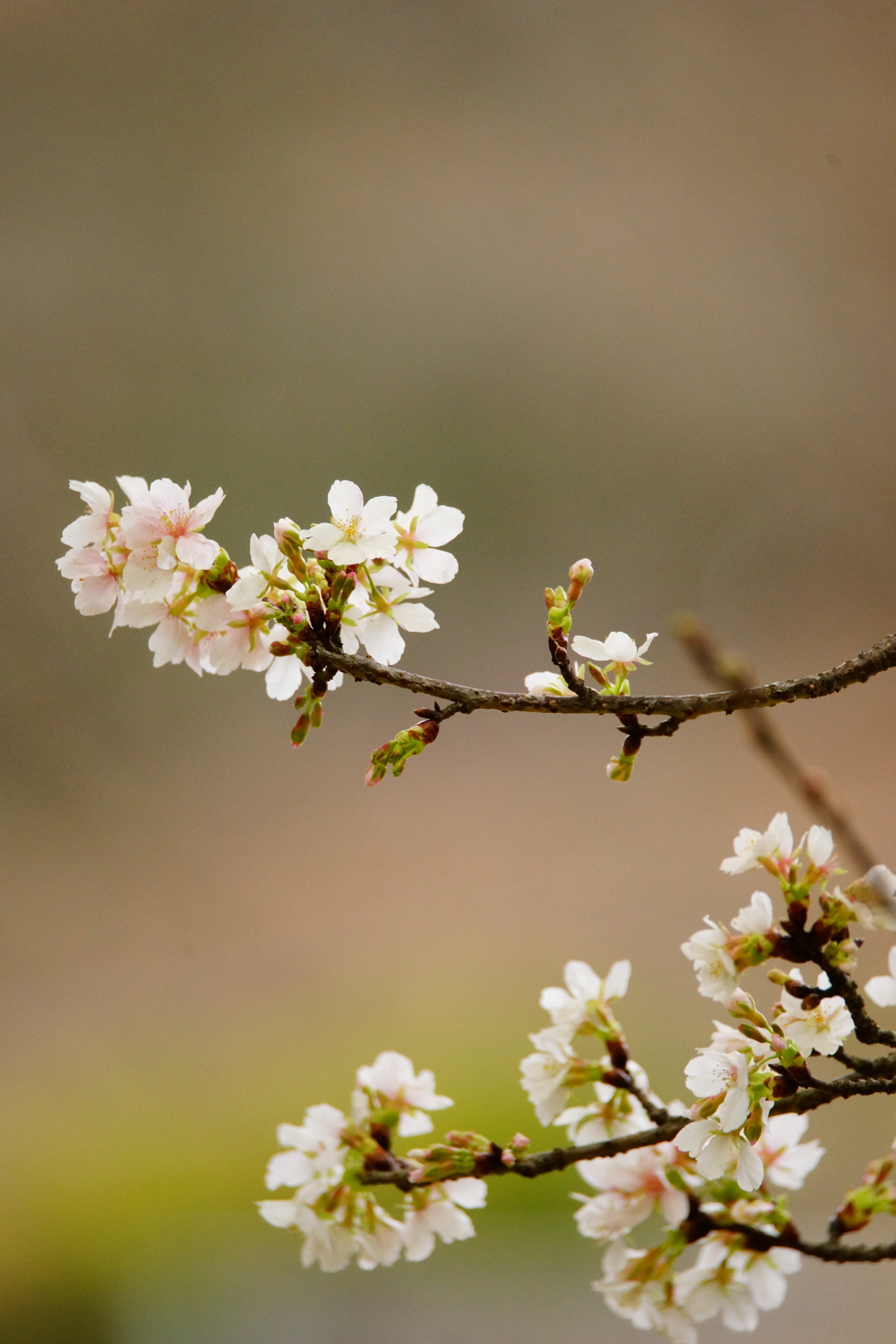 開花した玉縄桜 ③