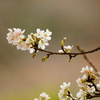 開花した玉縄桜 ③