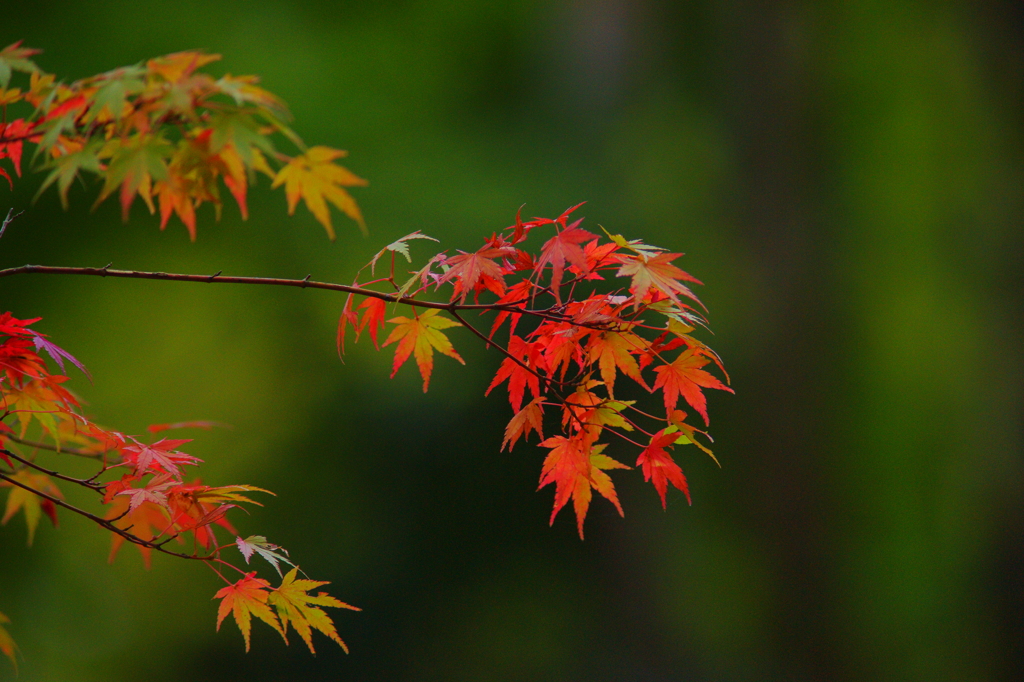 ちょっぴり紅葉狩り ぶら散歩 箱根 2015 10/31 DSC09086