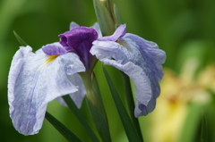 横須賀菖蒲園にて 6/6 DSC00726