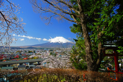 みんな桜と富士山が好き…⑥