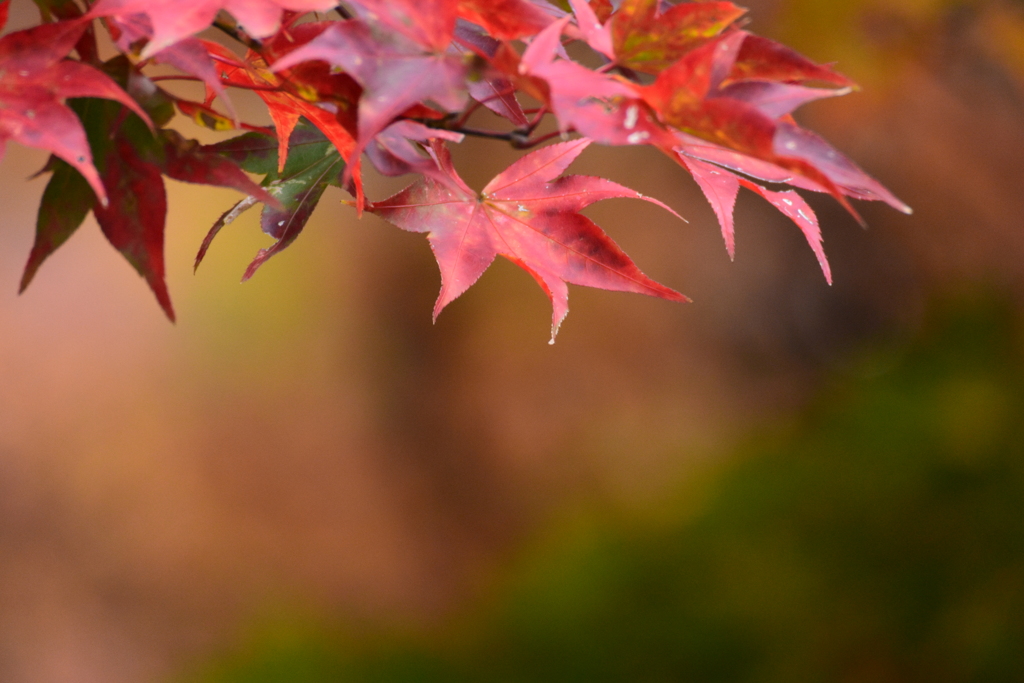錦秋のキャストたち ～箱根～