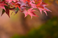 錦秋のキャストたち ～箱根～