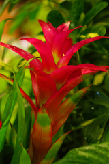 暫し暑さを忘れよう～観葉植物を眺めて ①