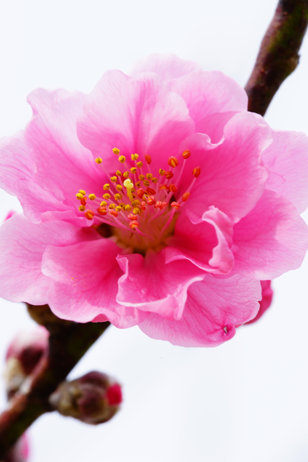 花冷えだけど艶やかに