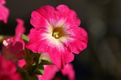 柳小路 ぶら散歩 7/15 PICT3400