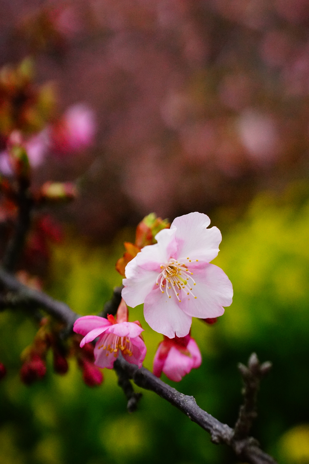 西平畑公園 まつだ桜まつり 2016 2/13 DSC05749