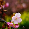 西平畑公園 まつだ桜まつり 2016 2/13 DSC05749