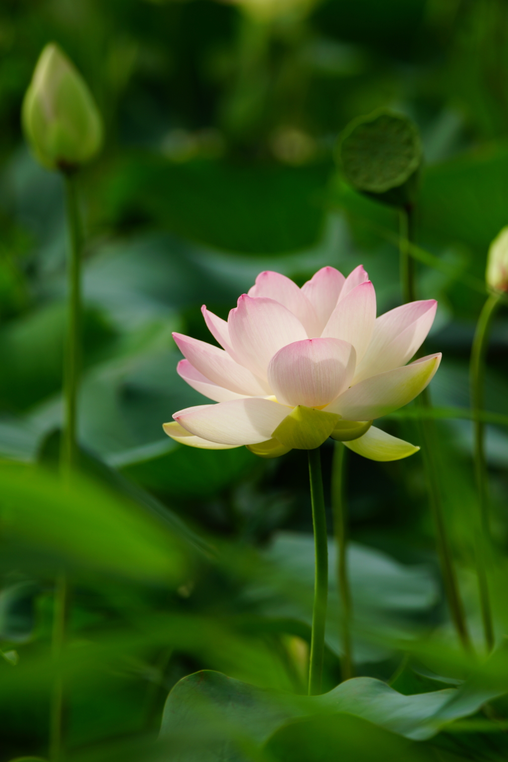 舞妃蓮 朝ぶら 2016 7/3  DSC05219