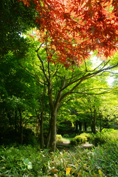 新緑散策 相模原公園 2016 5/1 DSC06632