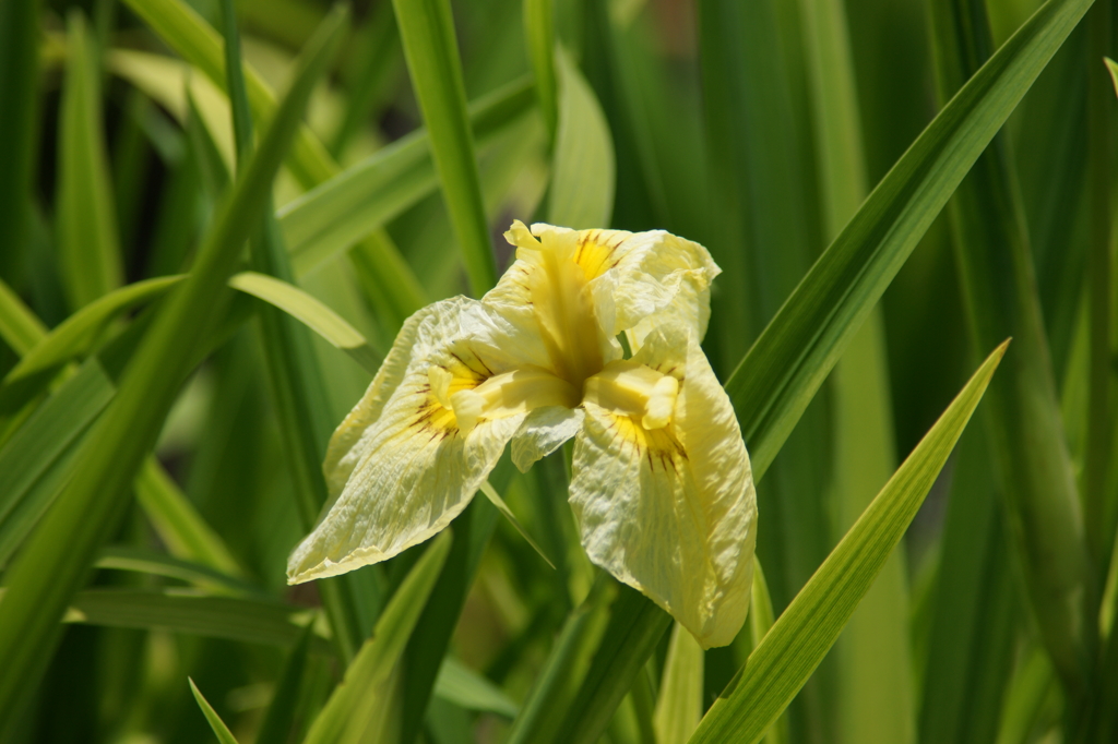 横須賀菖蒲園にて 6/6 DSC00962