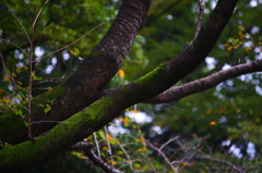 小さい秋 ぶら散歩 昭和記念公園 2015 10/10 DSC07872