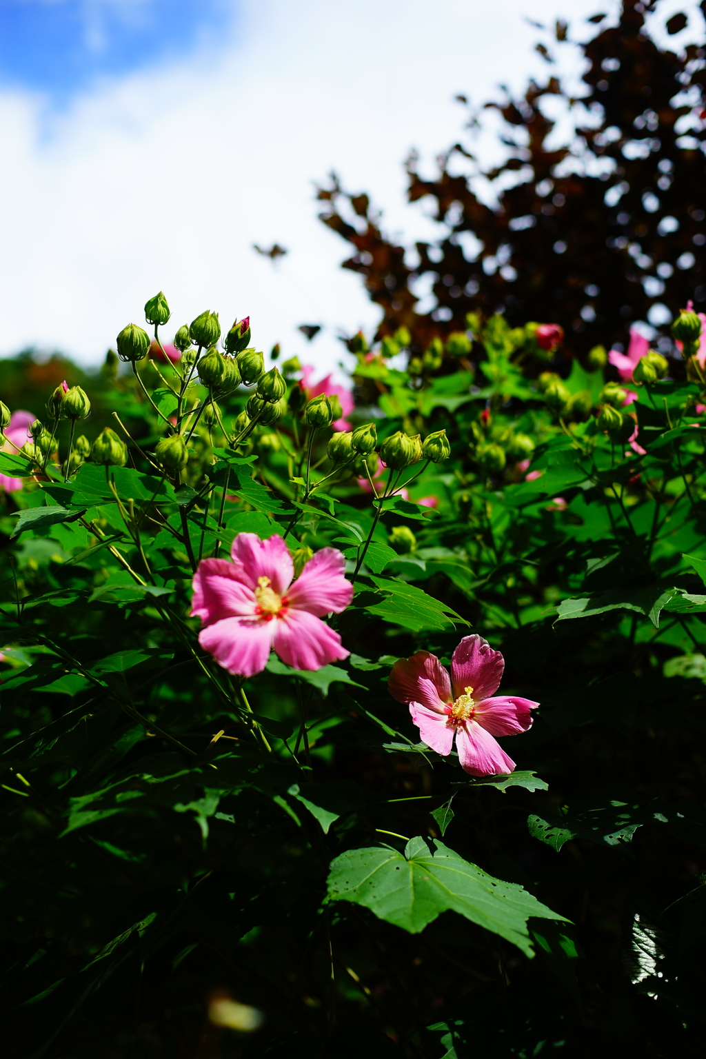 芙蓉 浄明寺 2016 8/20 DSC07777