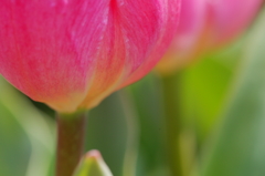 チューリップ 花菜ガーデン 2016 3/5 DSC03510