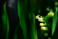 可憐な鈴蘭～芦川農産物直売所 おごっそう家～⑥