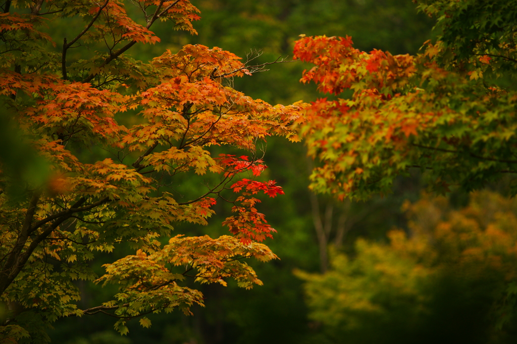 小さい秋 ぶら散歩 昭和記念公園 2015 10/10 DSC08161