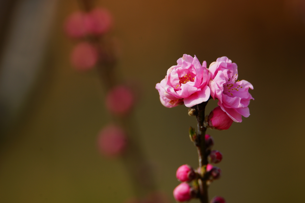 ハナモモ 花菜ガーデン 2016 3/5 DSC06566