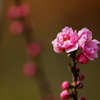 ハナモモ 花菜ガーデン 2016 3/5 DSC06566