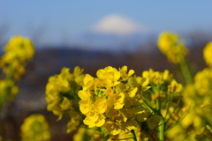 菜の花と富士山 ⑤