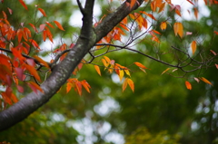 小さい秋 ぶら散歩 昭和記念公園 201510/10DSC07844