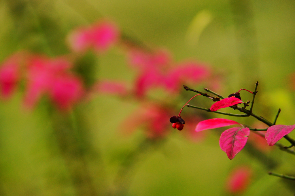ちょっぴり紅葉狩り ぶら散歩 箱根 2015 10/31 DSC08972
