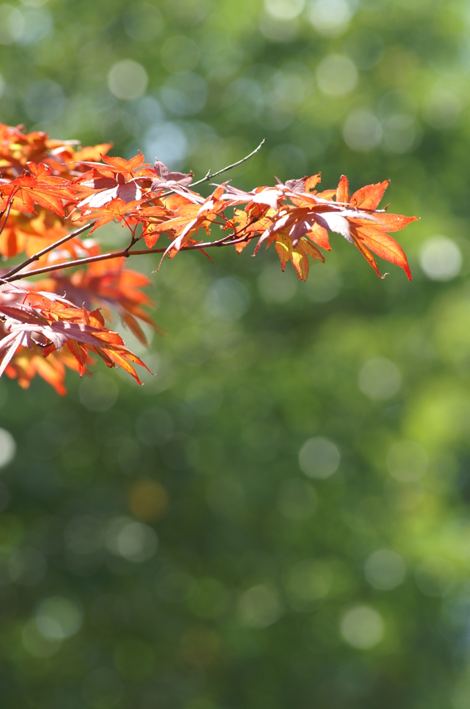 ぶら散歩 長久保公園 9/19 PICT1506