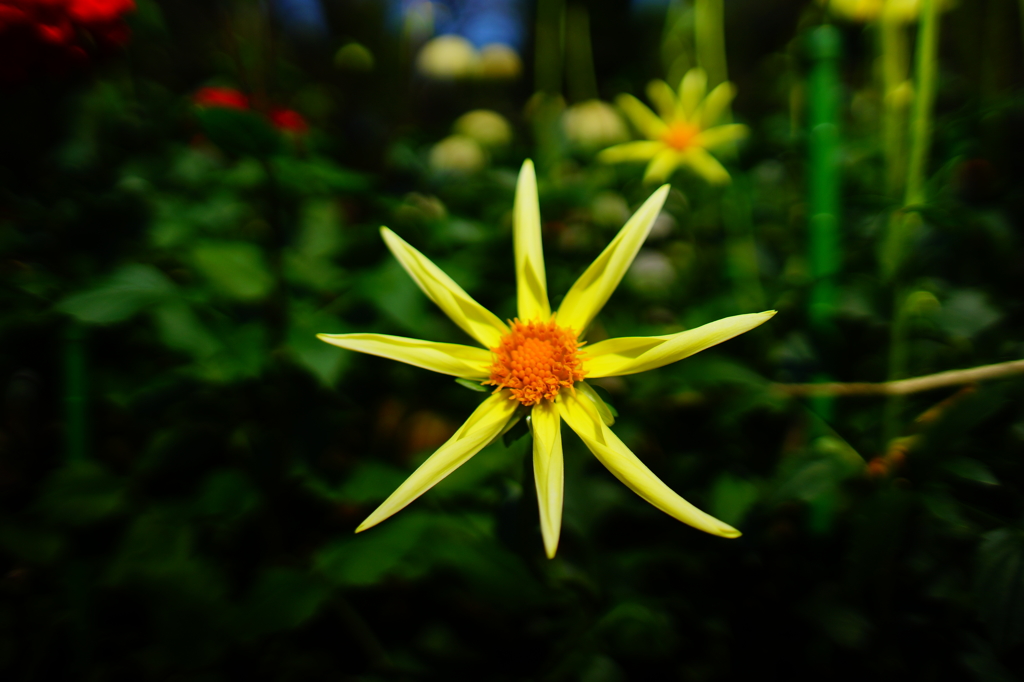 ぶら散歩 神代植物公園 2015 10/12 DSC00473