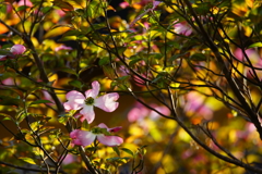 朝の光の中で～花水木～②