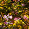 朝の光の中で～花水木～②