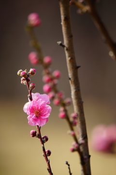 ハナモモ 花菜ガーデン 2016 3/5 DSC06552