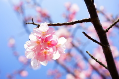 河津桜 白浜桜の里 2016 2/11 DSC05513